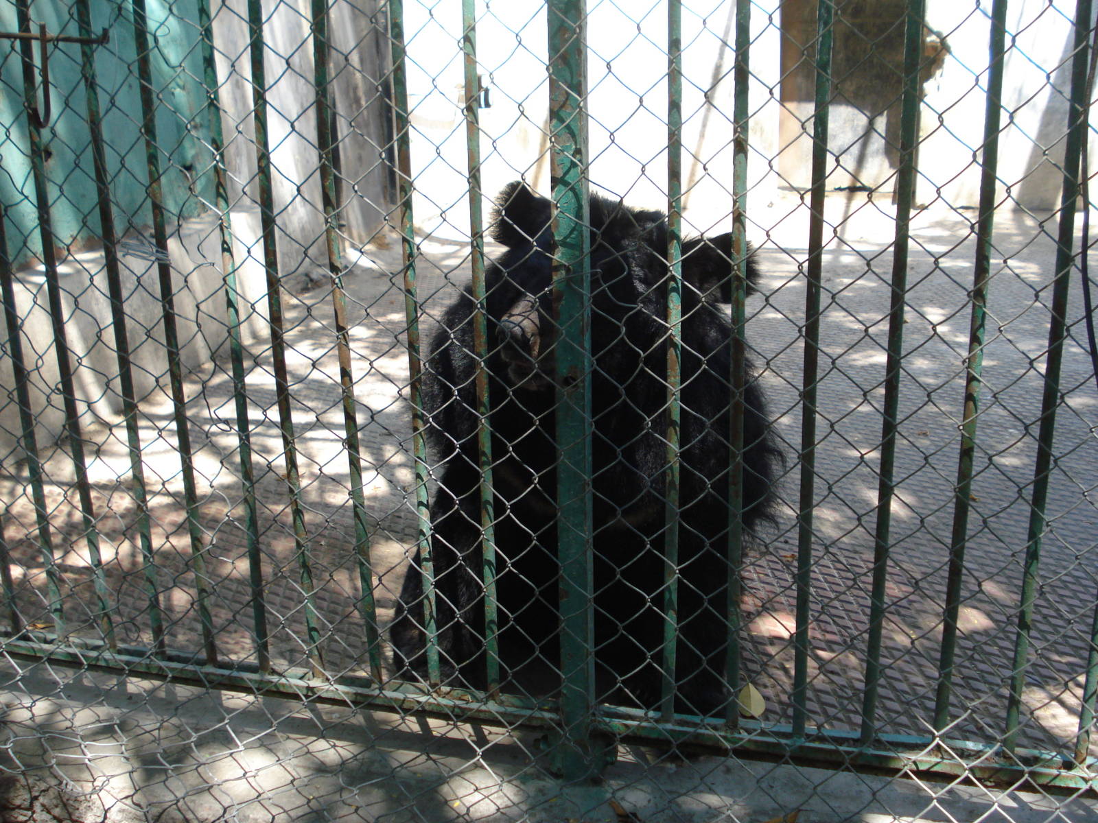 Asiatic black bear