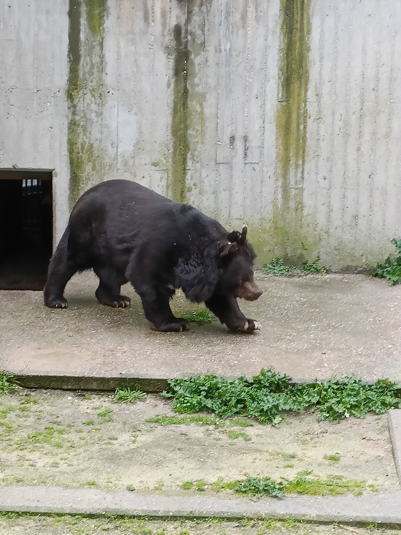 Asiatic black bear