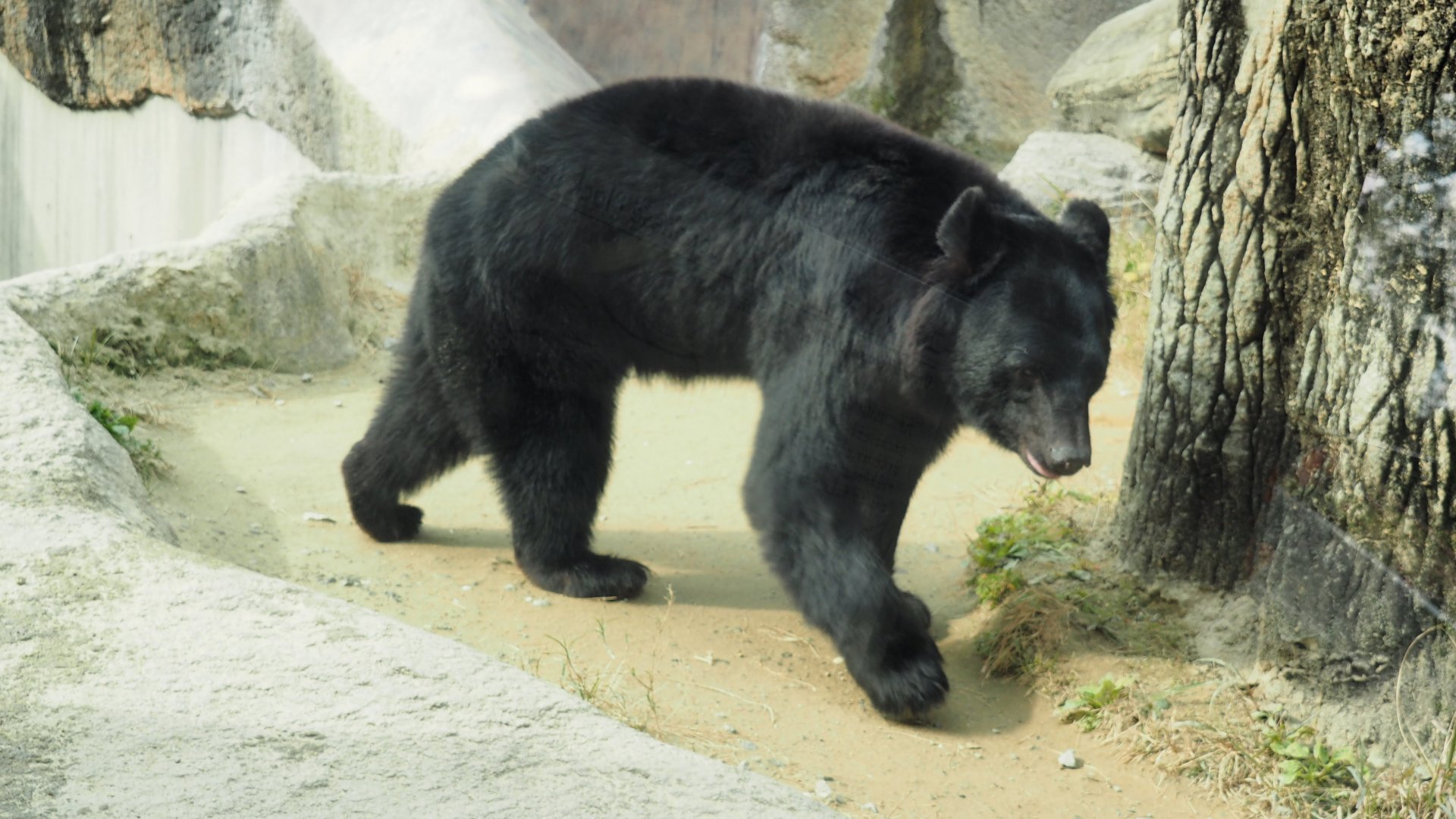 Asiatic Black Bear