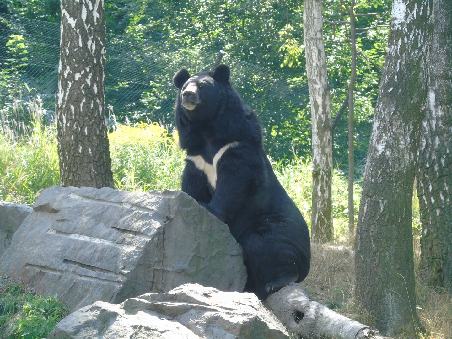 Asiatic black bear