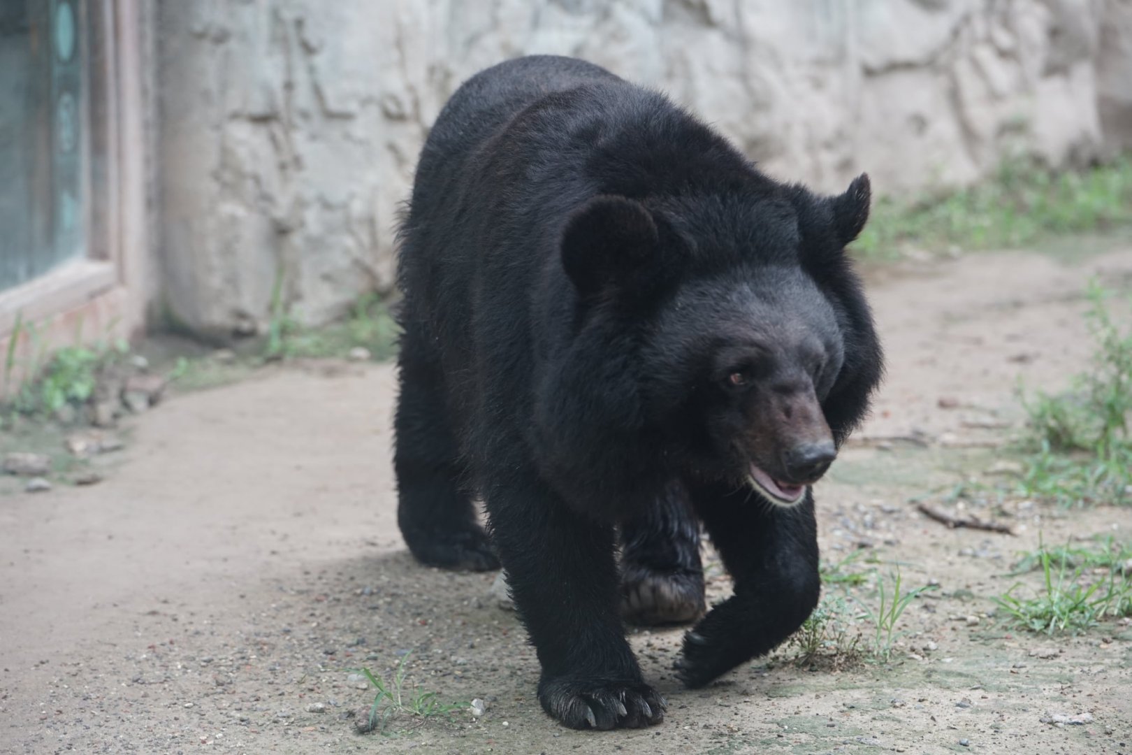 Asiatic Black Bear