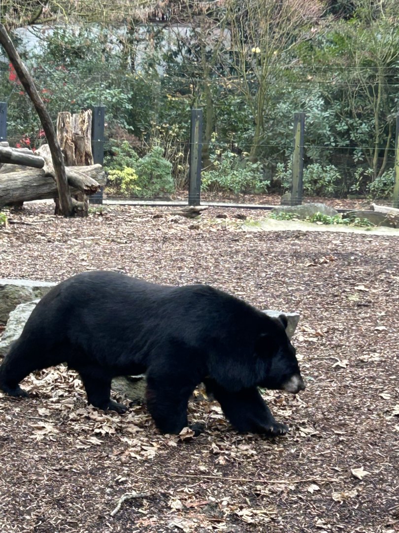 Asiatic black bear