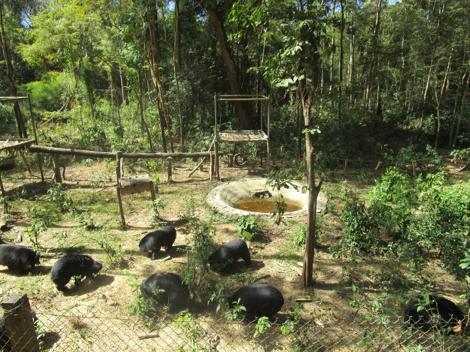 Asiatic Black Bears, Bear Sanctuary - Cat Tien