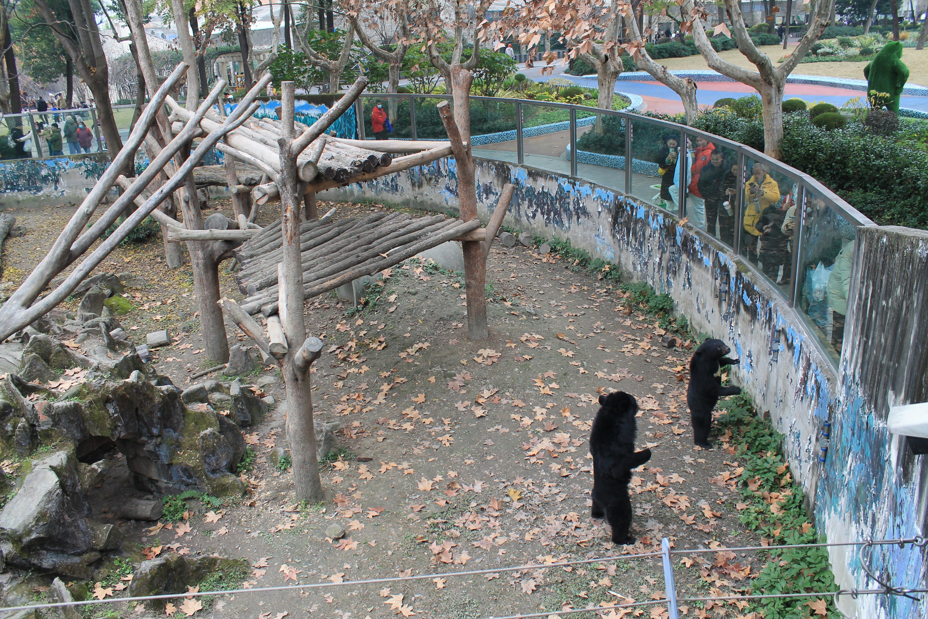 Asiatic Black Bears begging for food