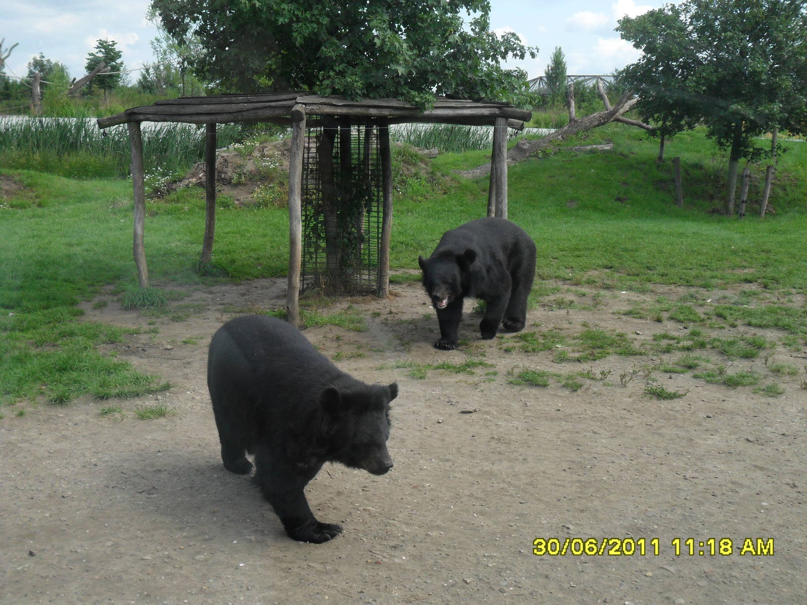 Asiatic Black bears (Ursus thibetanus)