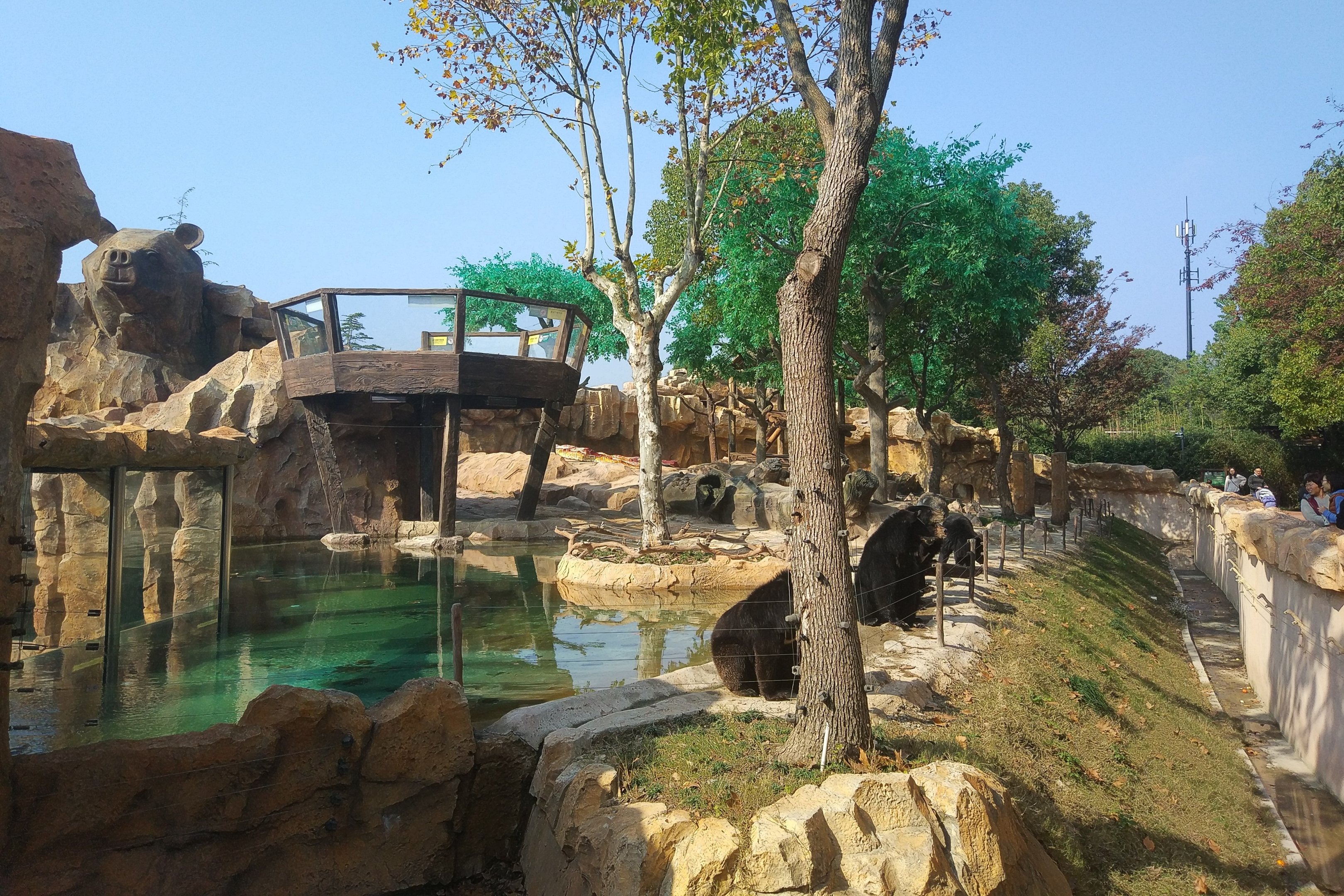 Asiatic Black Bears Waiting