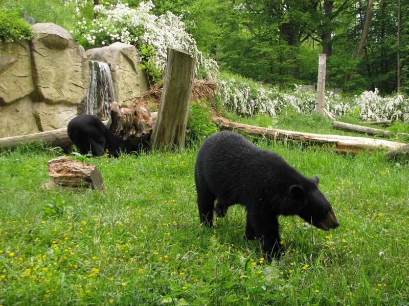 Asiatic black bears @ Zlin - Lesna