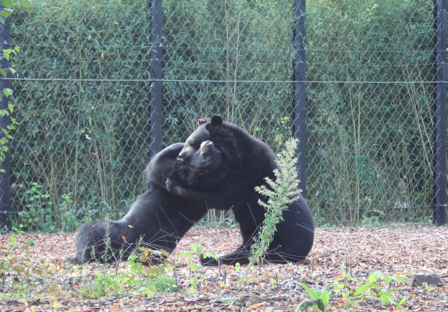 Asiatic black bears