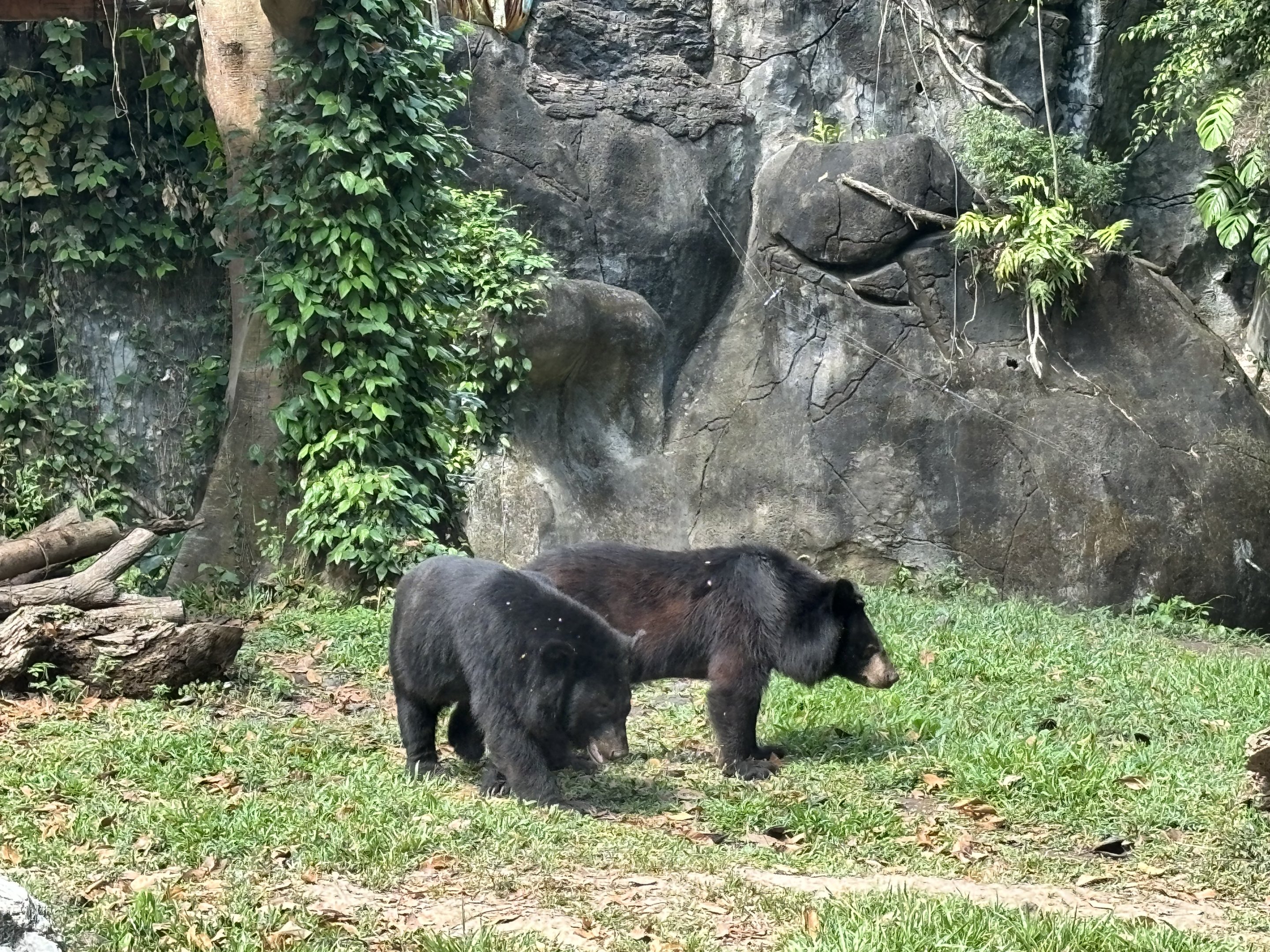 Asiatic Black Bears