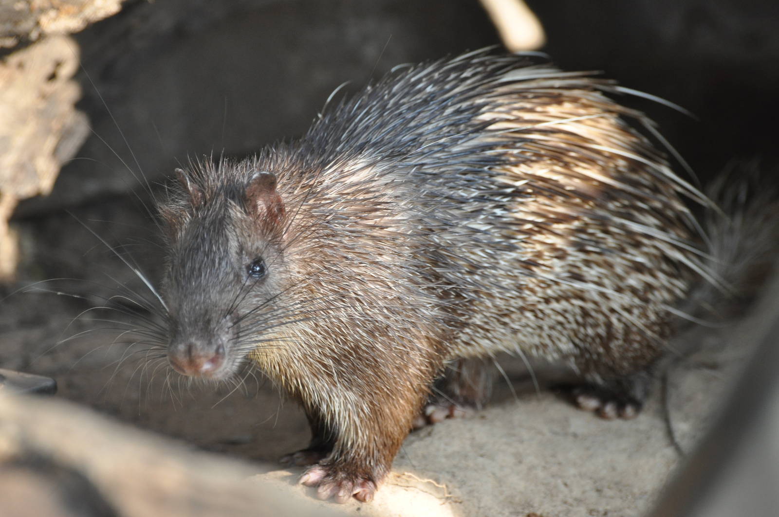 Asiatic brush-tailed porcupine/ Atherurus macrourus
