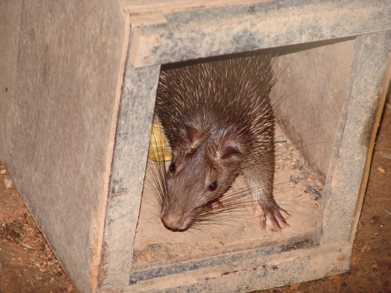 Asiatic Brush-tailed Porcupine (Atherurus macrourus)