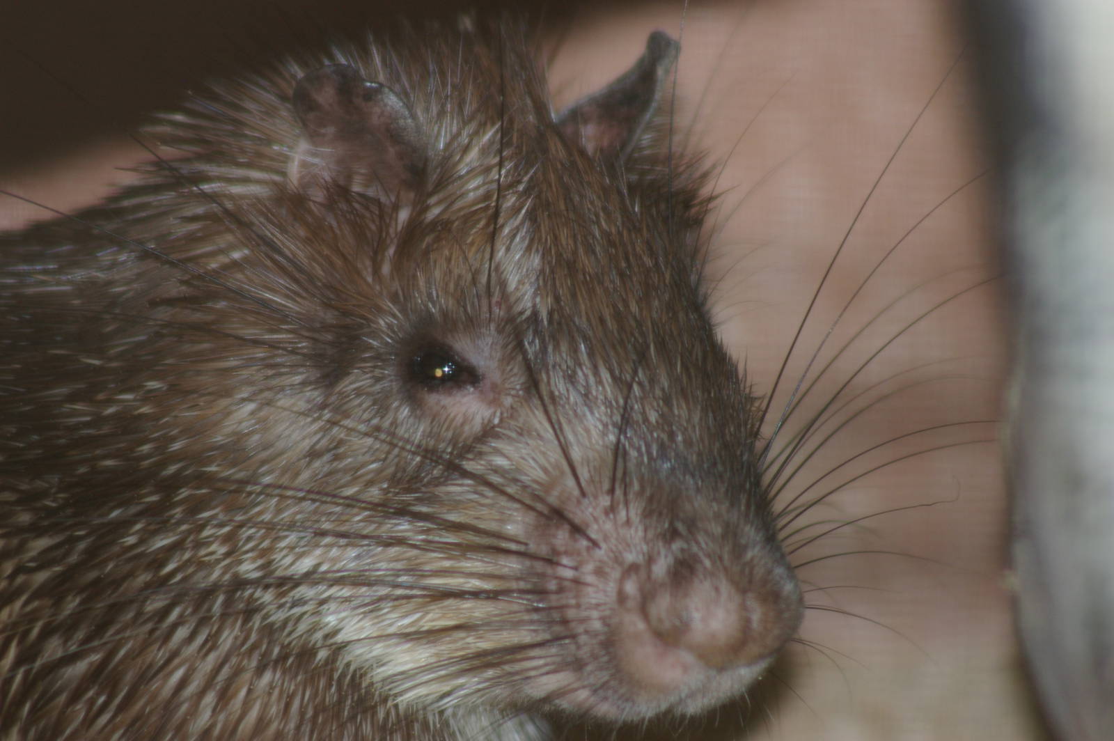 Asiatic brush-tailed porcupine (Atherurus macrourus)
