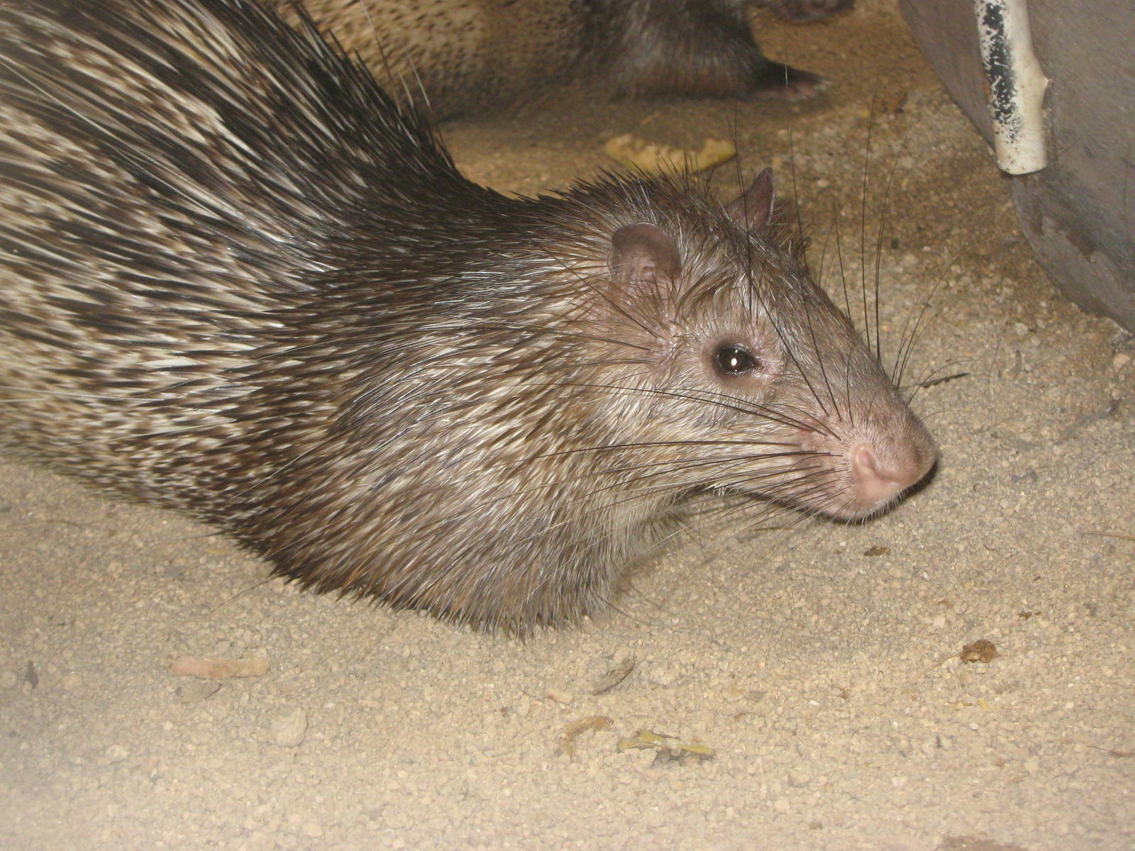 Asiatic brush-tailed porcupine (Atherurus macrourus)