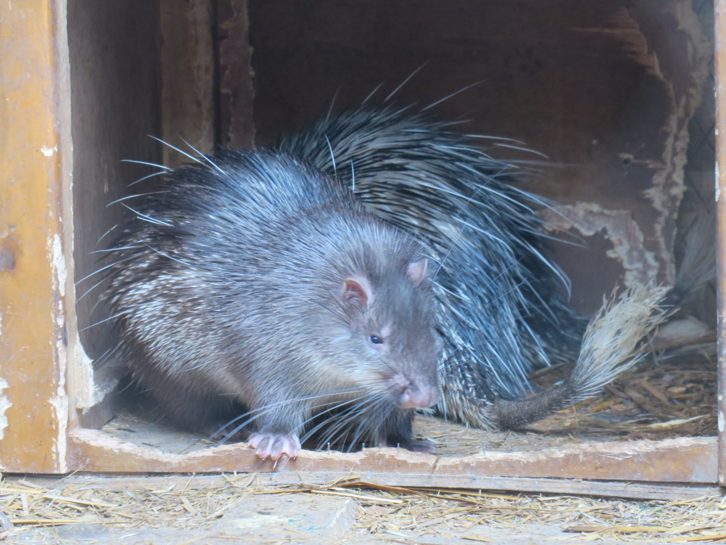 Asiatic brush-tailed porcupine (Atherurus macrourus)
