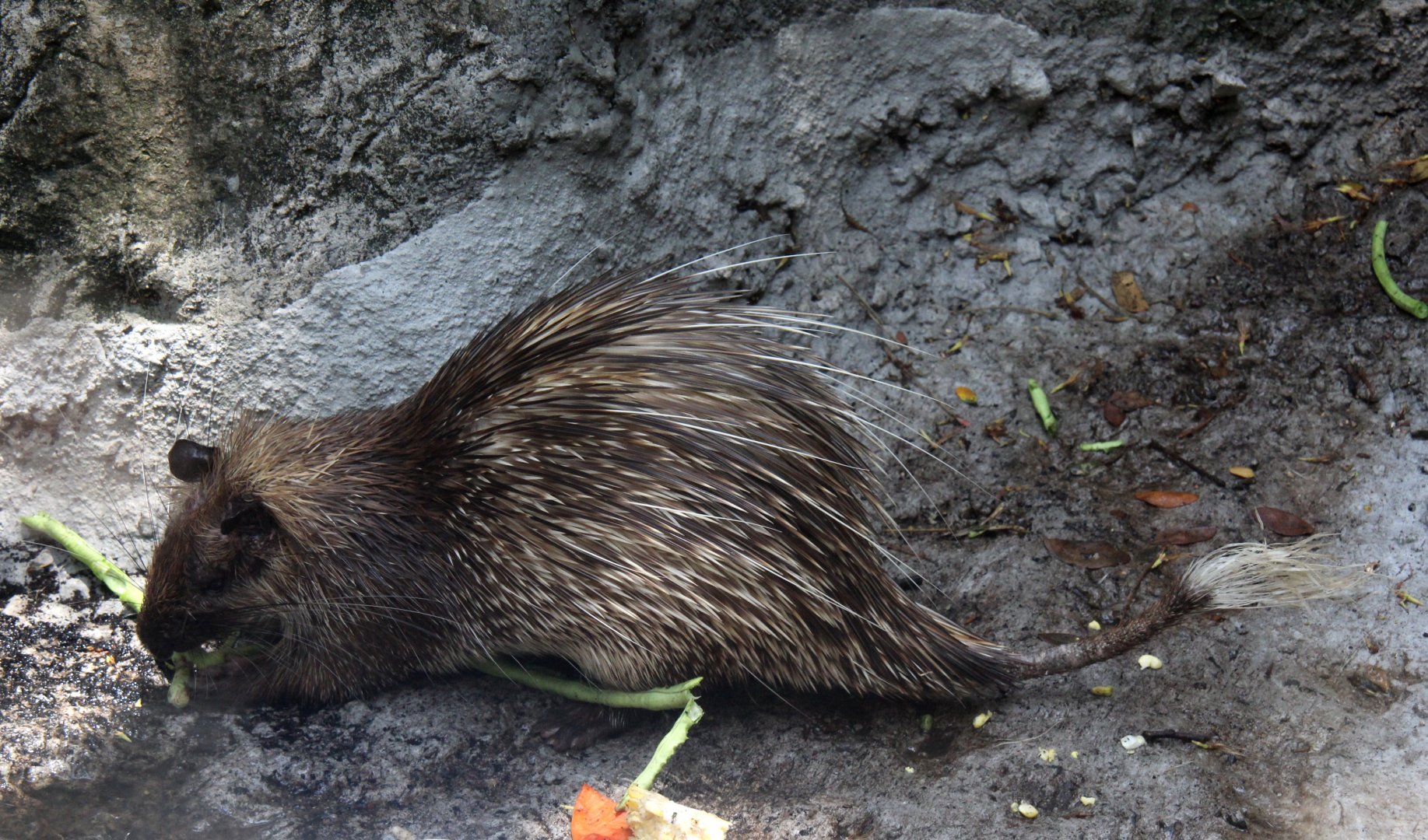 Asiatic brush-tailed porcupine (Atherurus macrourus)