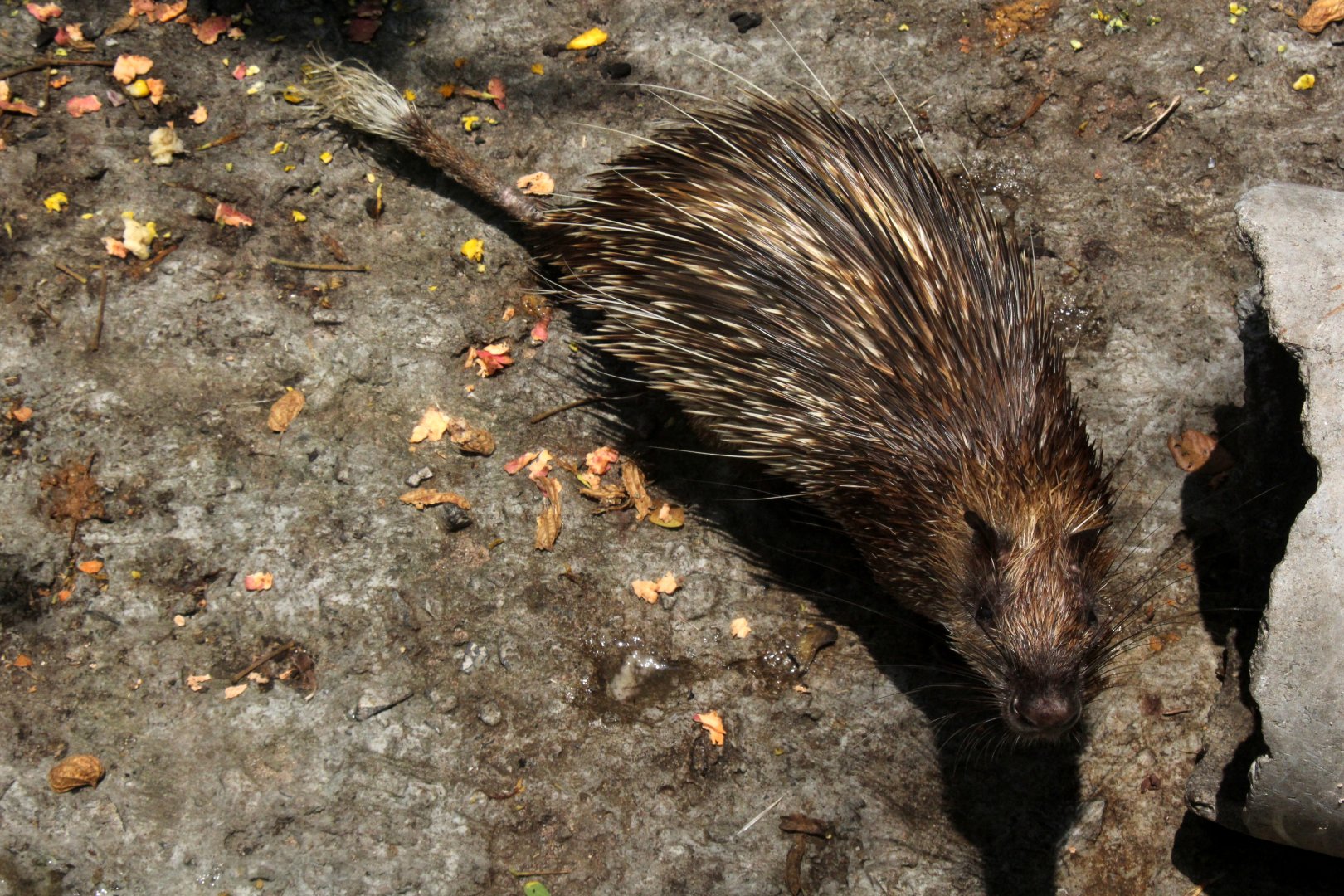 Asiatic brush-tailed porcupine (Atherurus macrourus)
