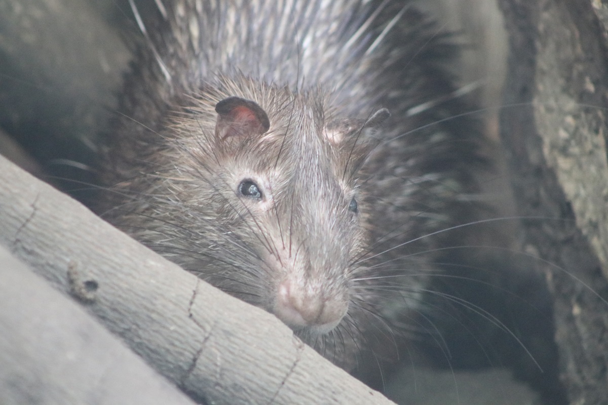 Asiatic Brush-tailed Porcupine (Atherurus macrourus)