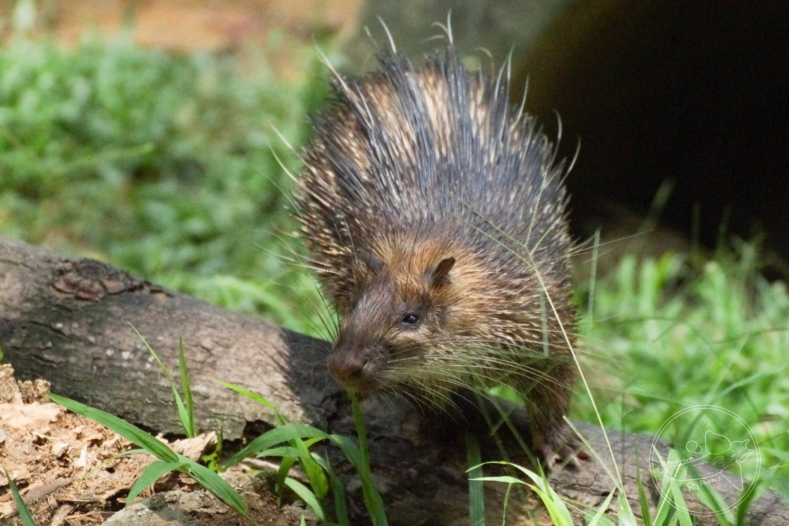 Asiatic Brush-tailed Porcupine (Atherurus macrourus)