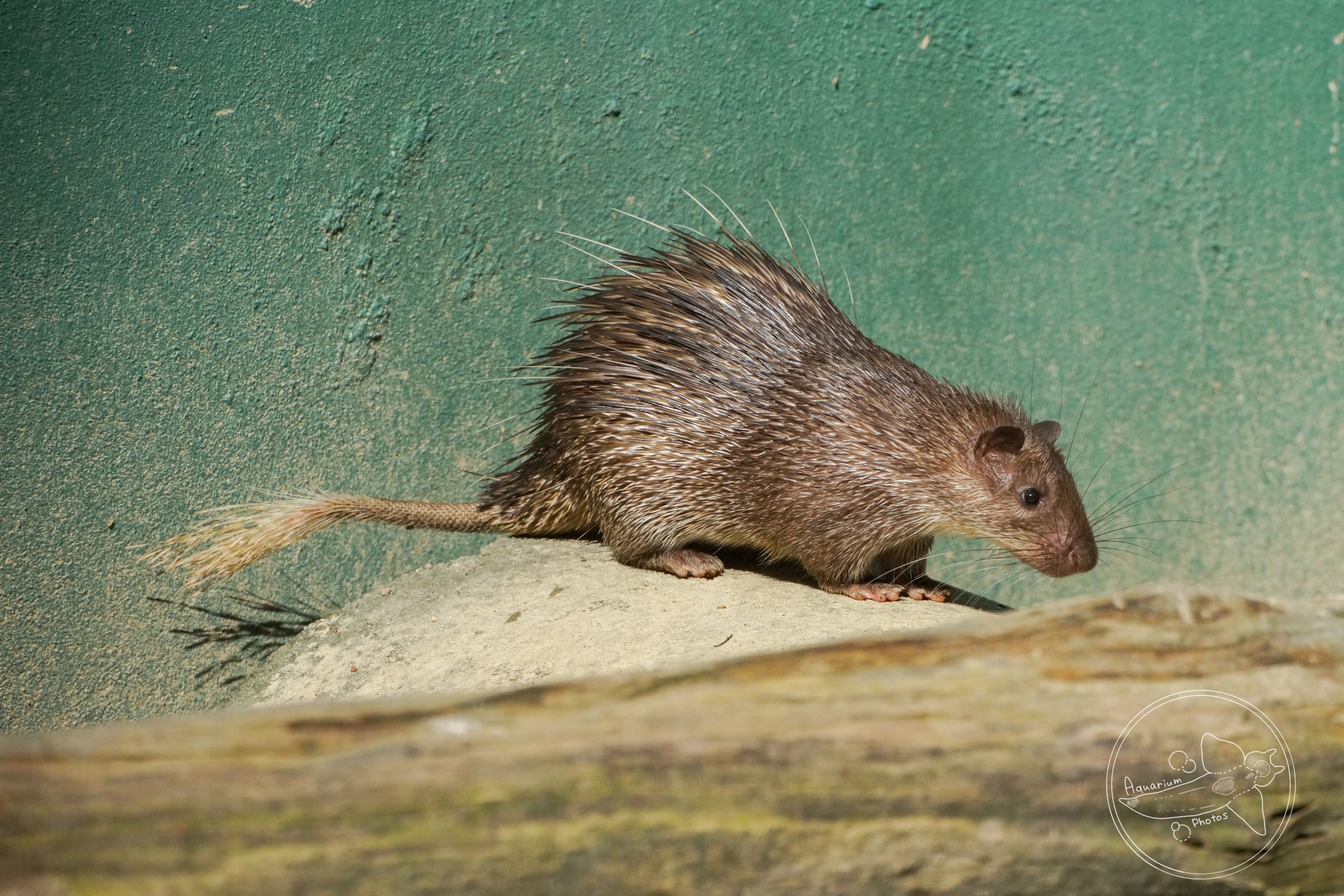 Asiatic Brush-tailed Porcupine (Atherurus macrourus)