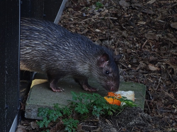 Asiatic brush-tailed porcupine (Atherurus macrourus)