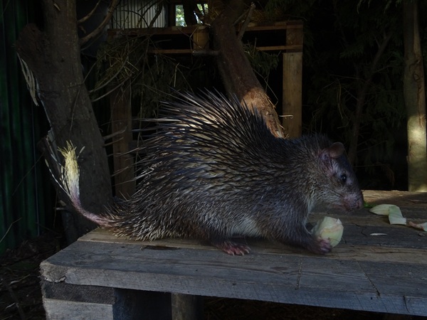Asiatic brush-tailed porcupine (Atherurus macrourus)