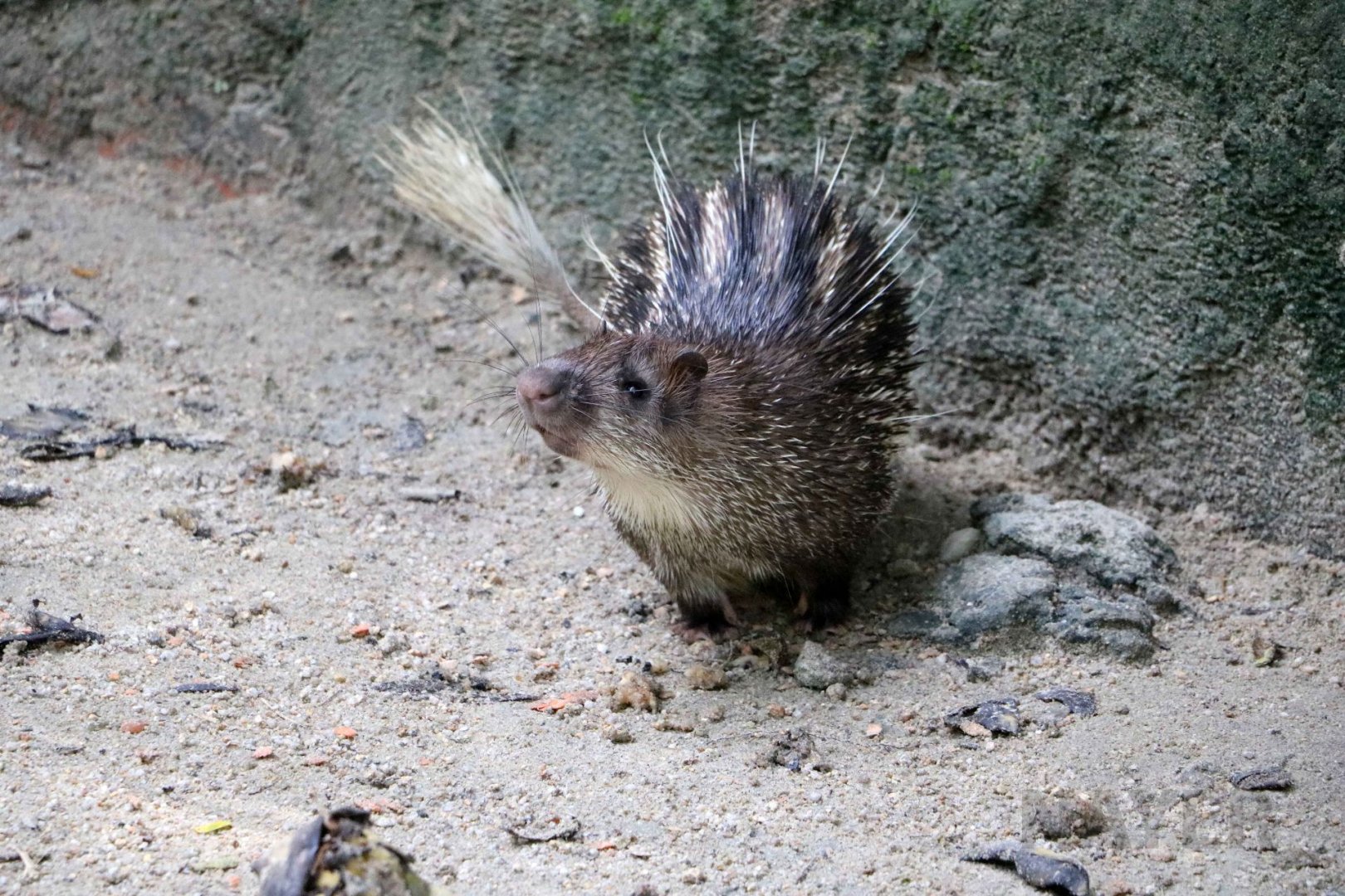 Asiatic brush-tailed porcupine, June 2016