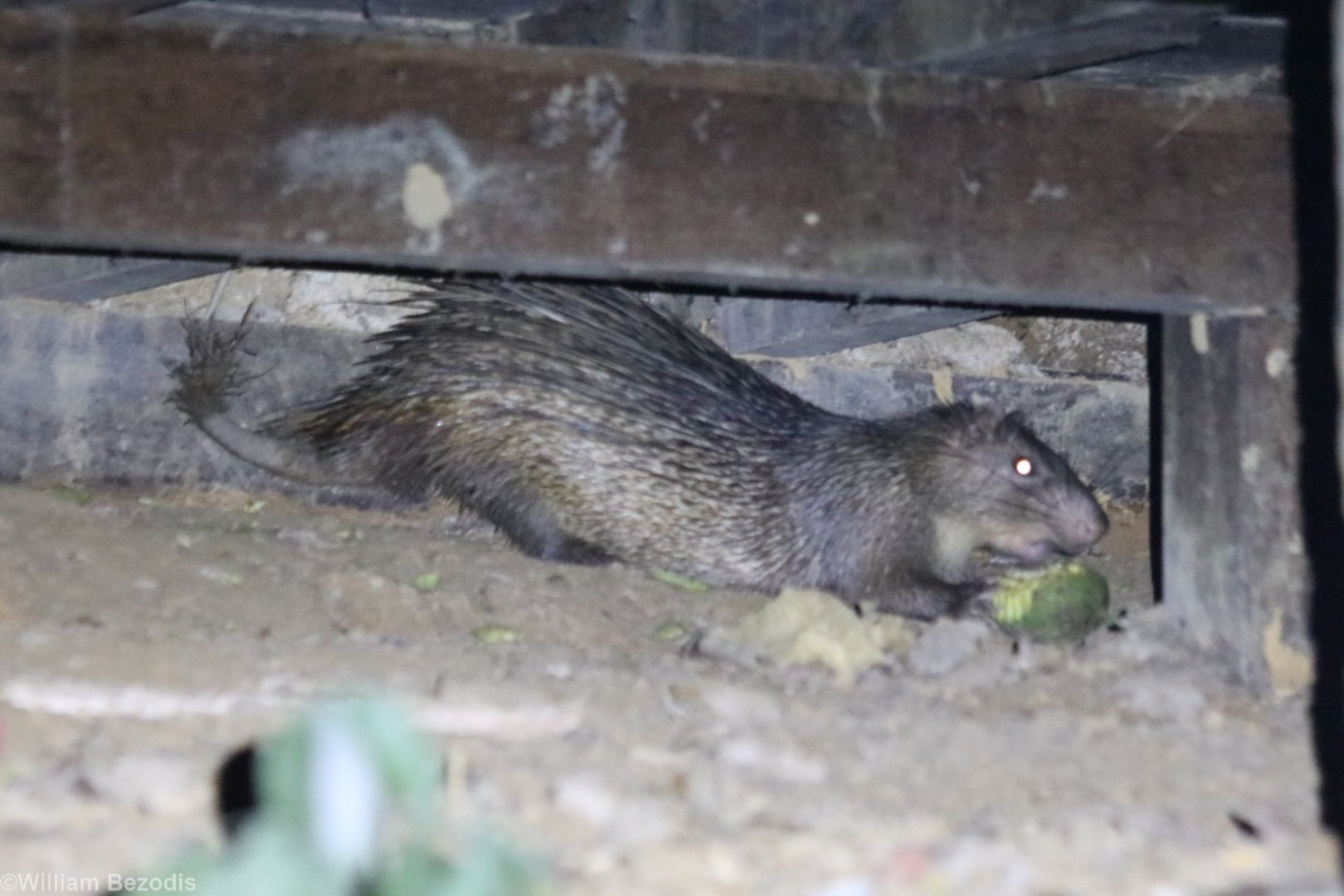 Asiatic Brush-tailed Porcupine - Taman Negara