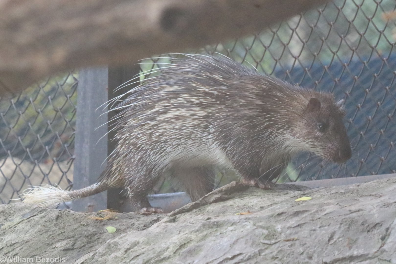 Asiatic Brush-tailed Porcupine