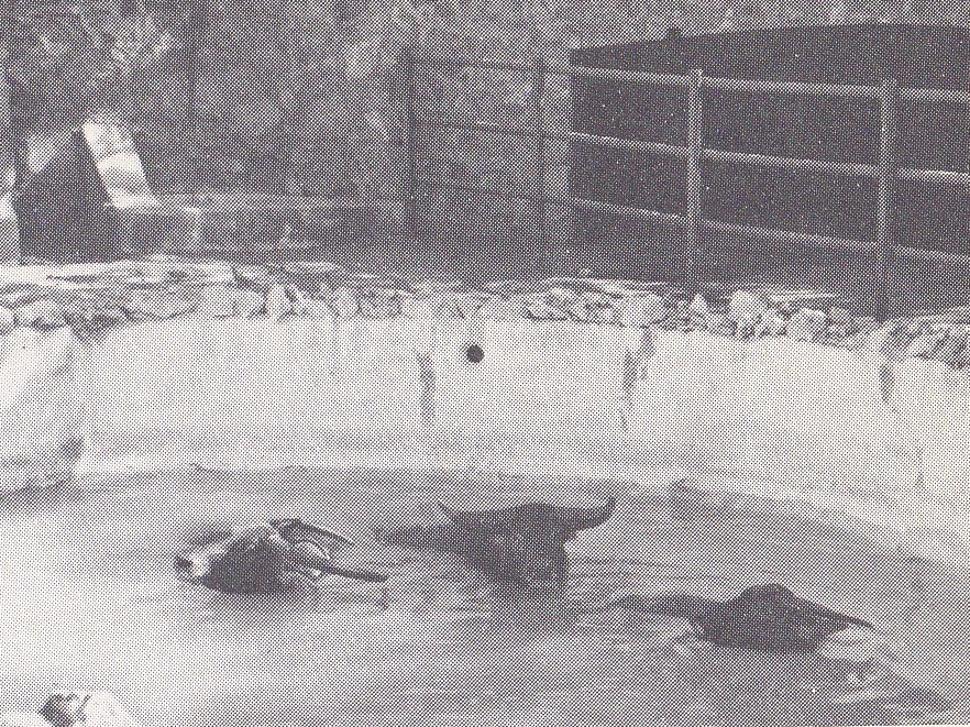 Asiatic Buffalo - early 1970s