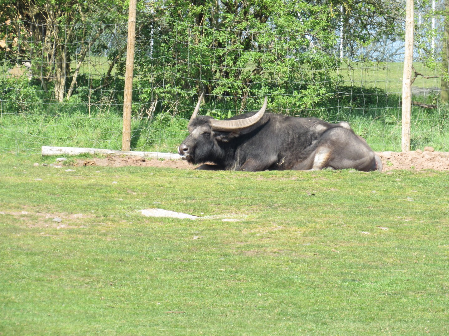 Asiatic Buffalo
