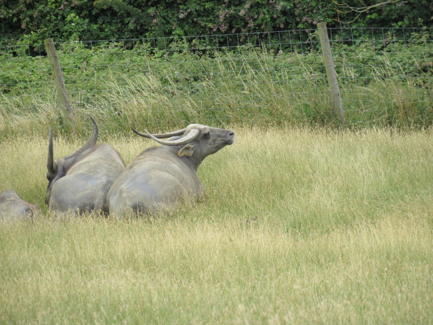 Asiatic Buffalo