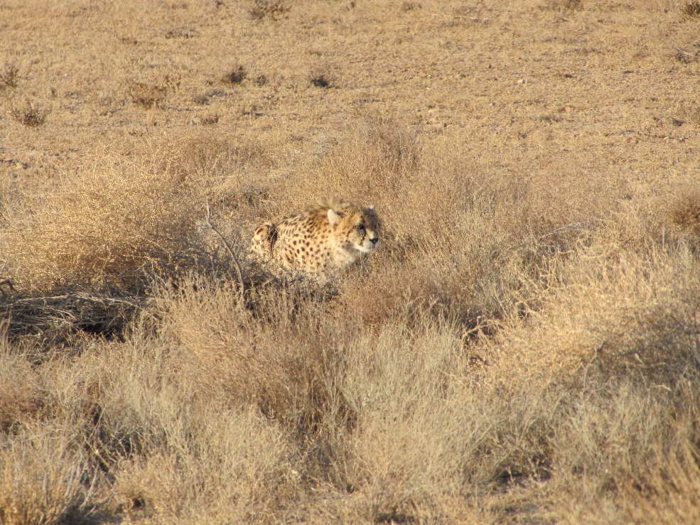 asiatic Cheetah camouflaged in the environment in iran