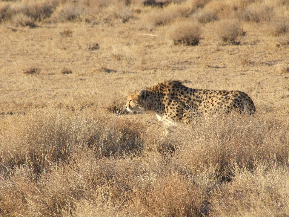 asiatic Cheetah Extinction Risk