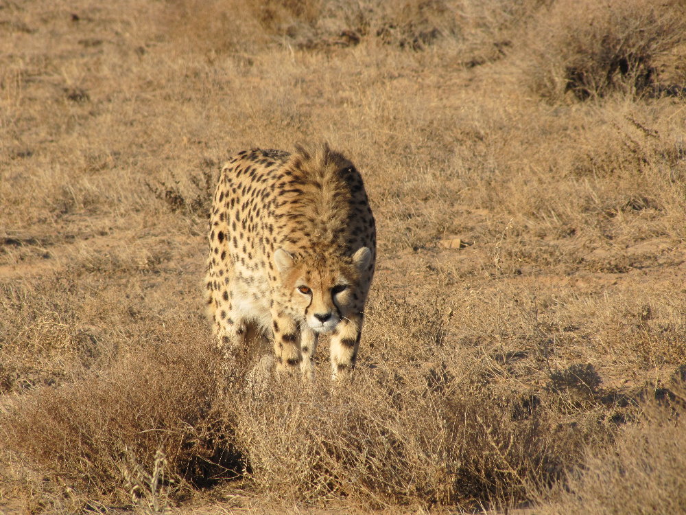 asiatic cheetah in iran