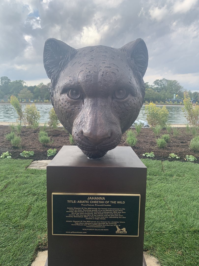 Asiatic cheetah sculpture