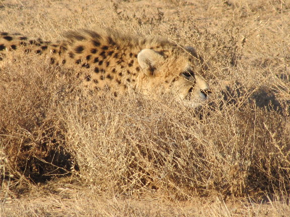 asiatic cheetah1