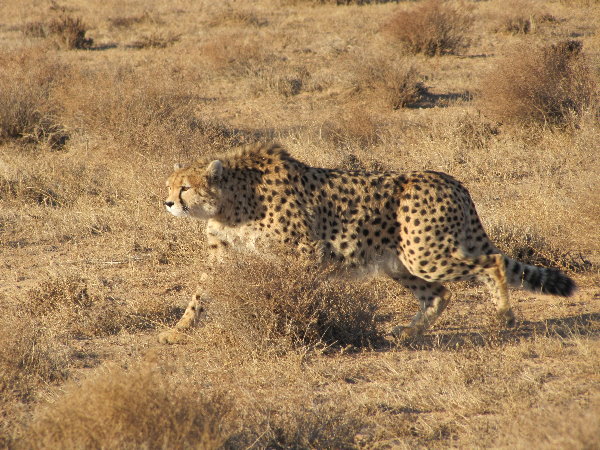 asiatic cheetah2