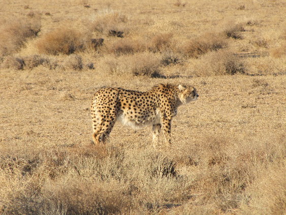 asiatic cheetah3