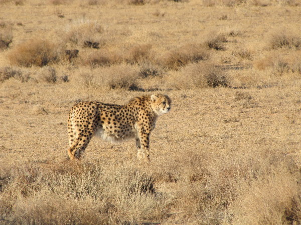 asiatic cheetah4