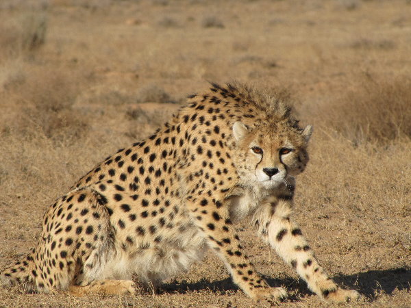 asiatic cheetah5