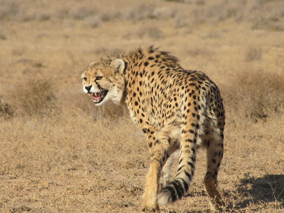asiatic cheetah6