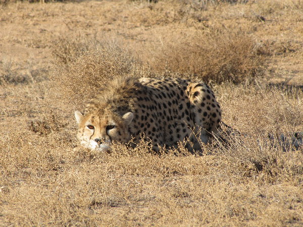 asiatic cheetah7