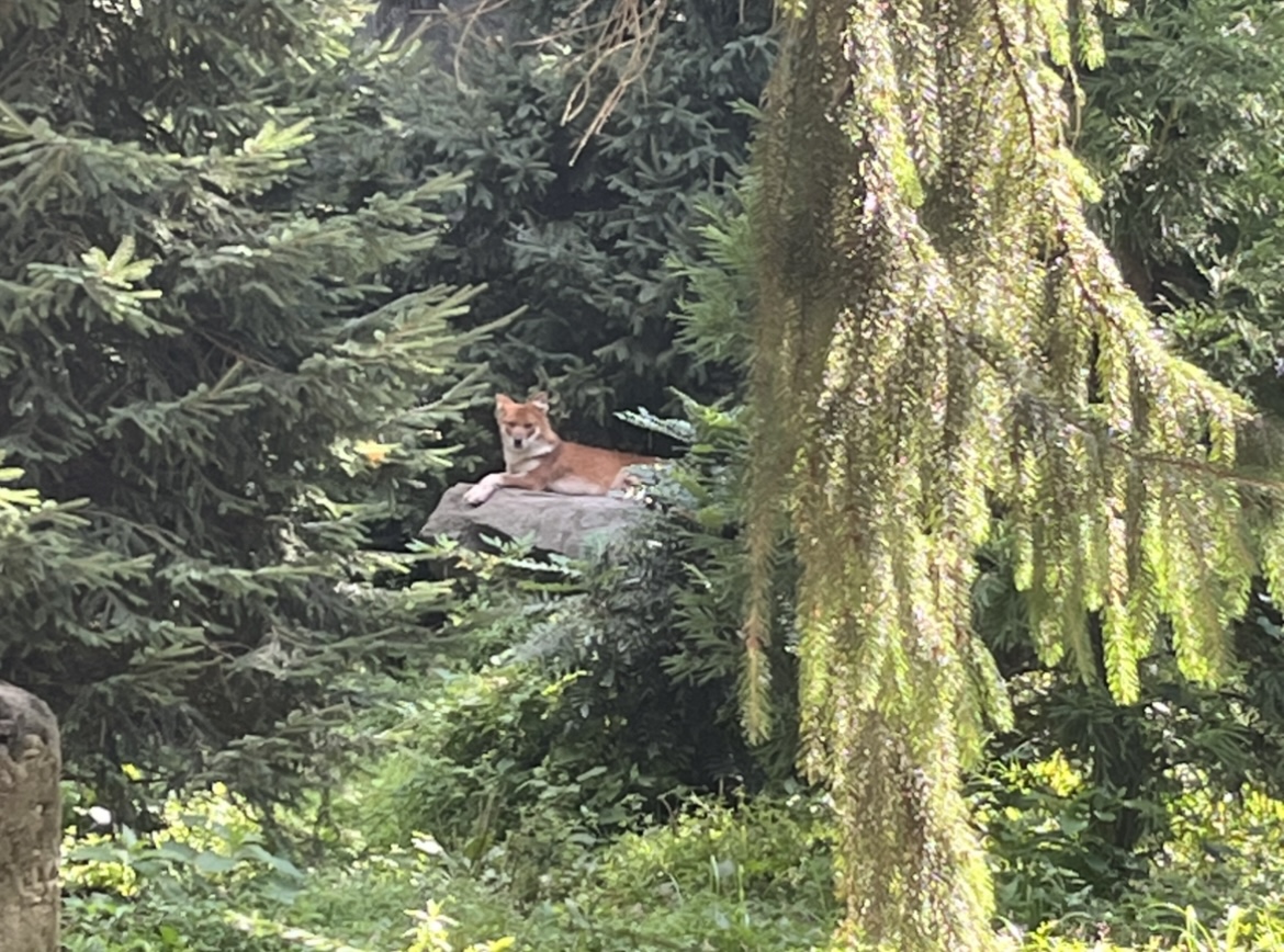 Asiatic Dhole(July 2022)