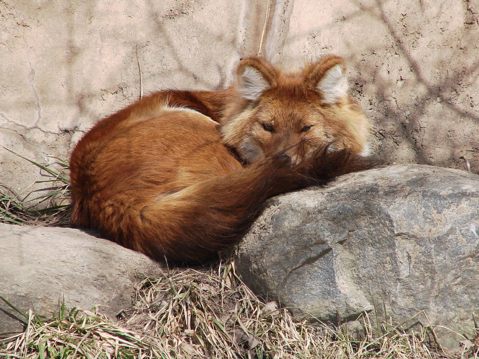 Asiatic Dhole