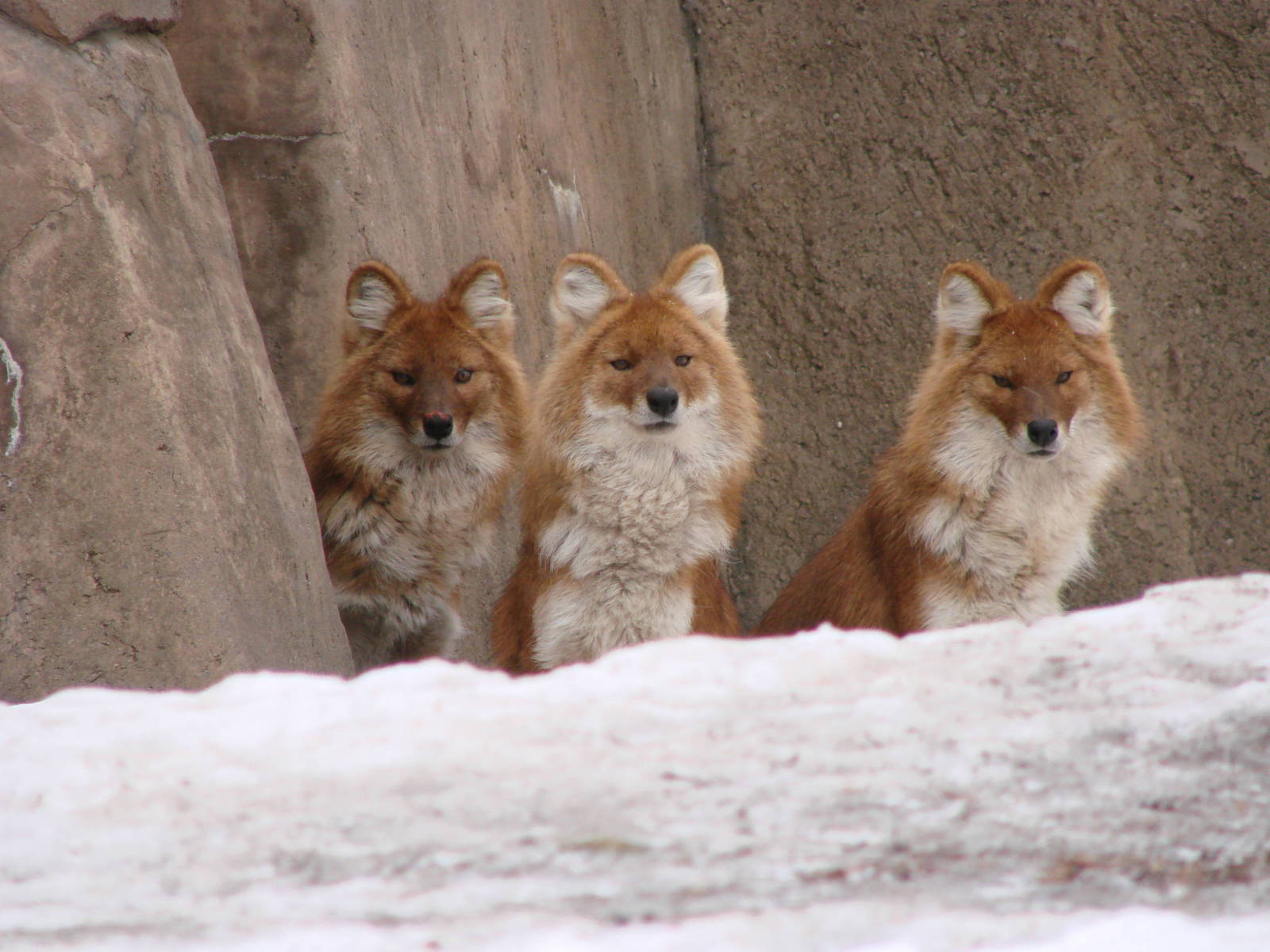 Asiatic Dholes