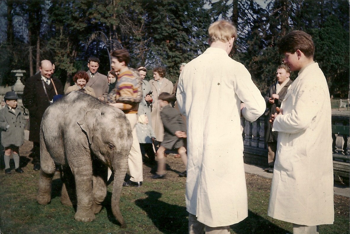 Asiatic Elephant 1963