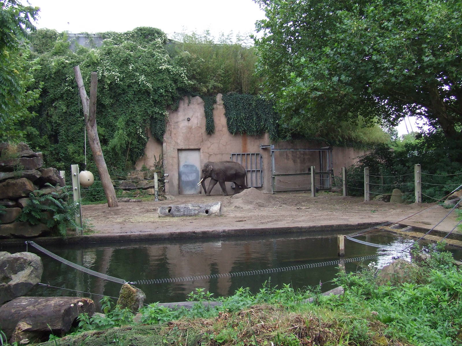 Asiatic Elephant bull enclosure