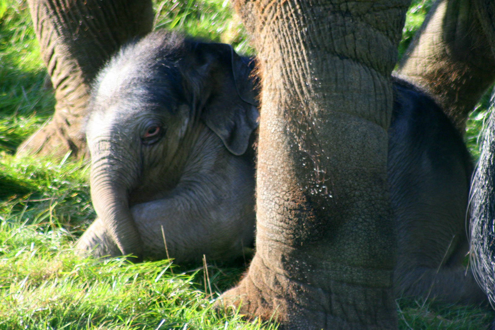 Asiatic elephant calf between its mother's legs; Whipsnade; 22nd October 20