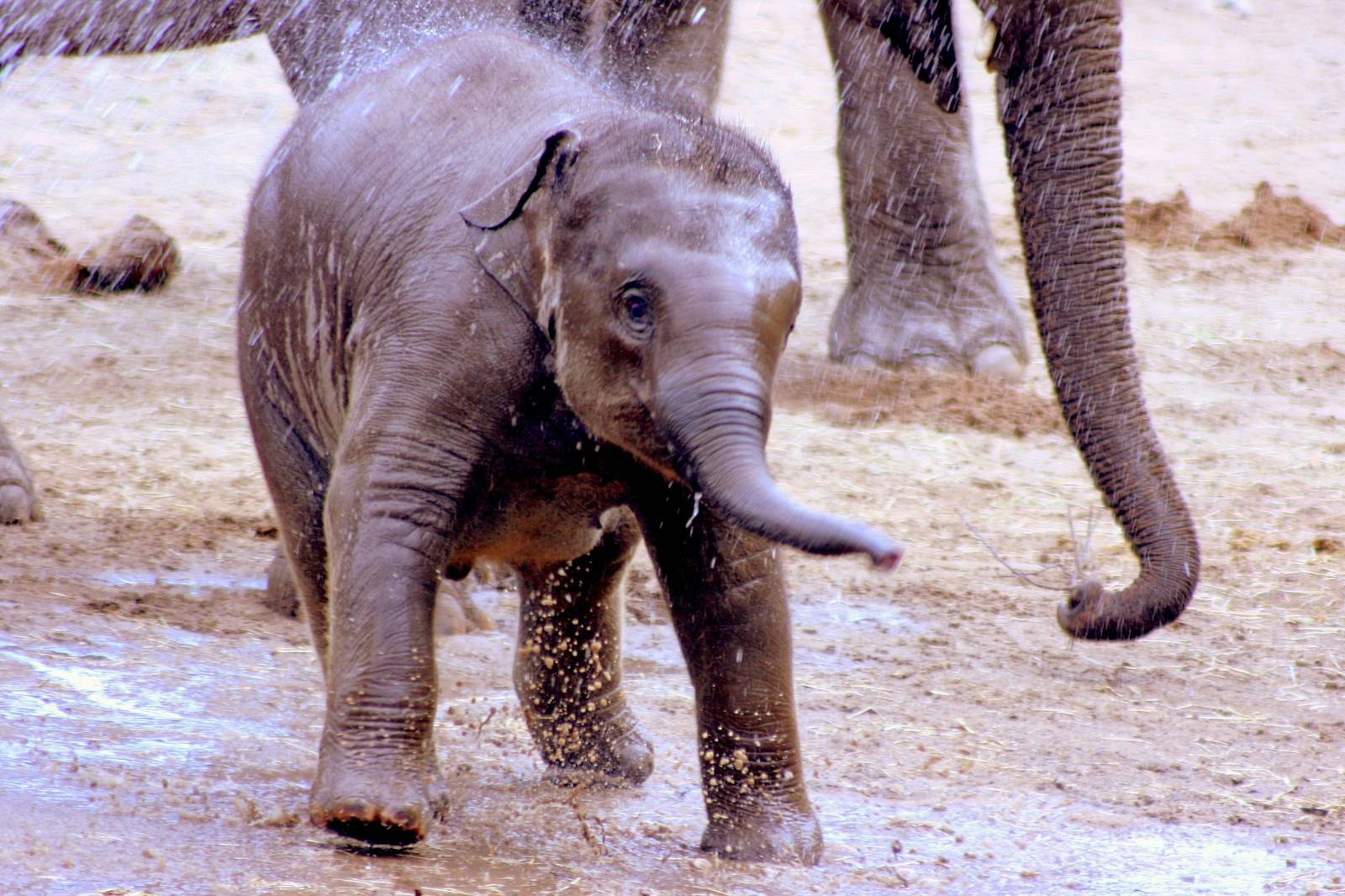 Asiatic elephant calf having shower; Dublin; 20th April 2015