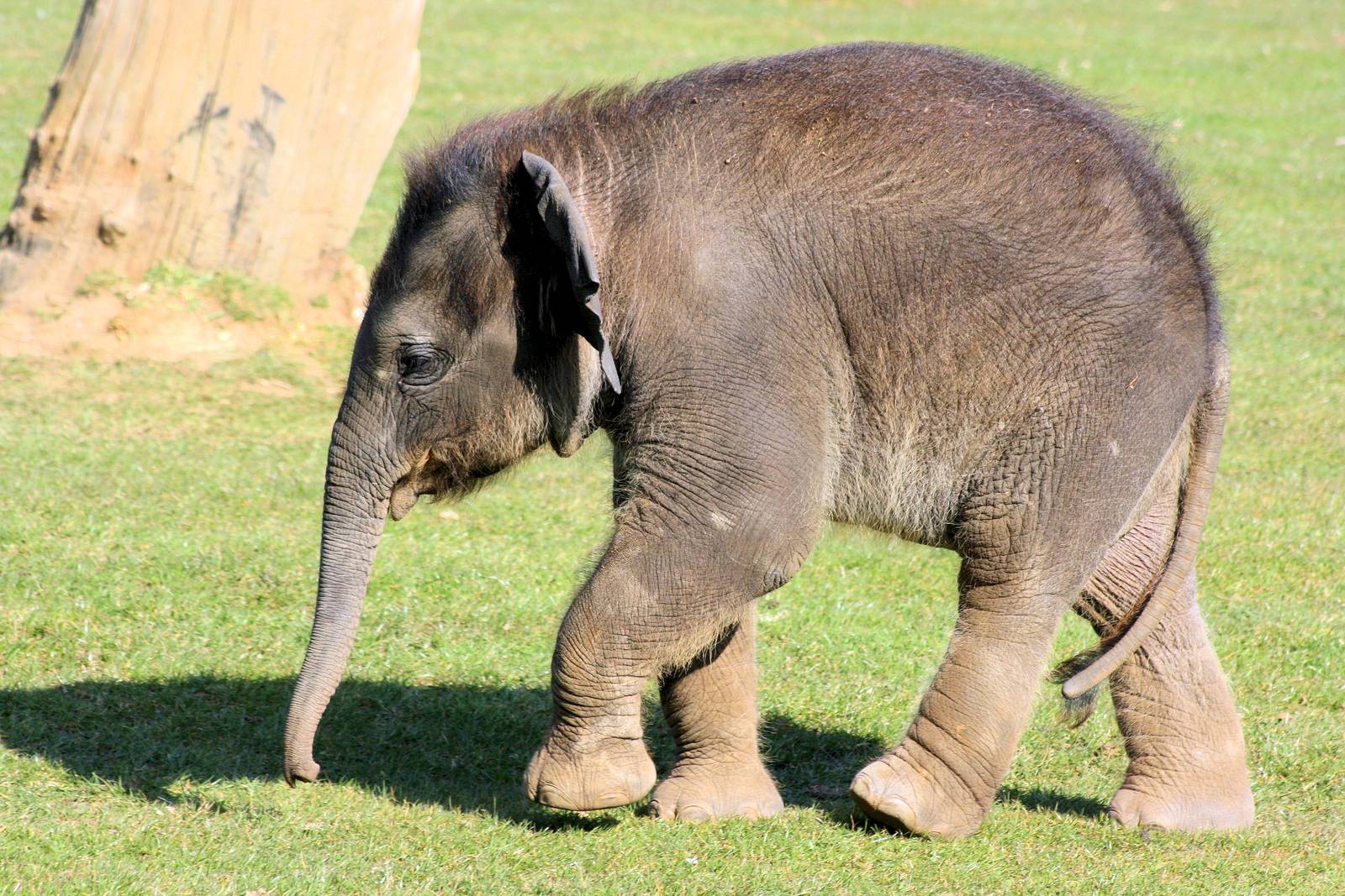 Asiatic elephant calf; Whipsnade; 20th March 2015